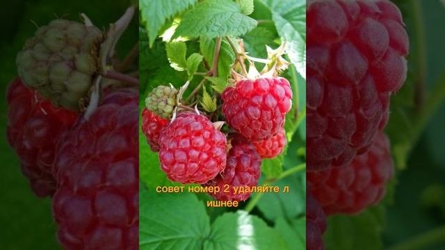 3 совета по выращиванию малины для обильного урожая