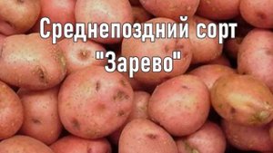 Поздние Сорта Картошки