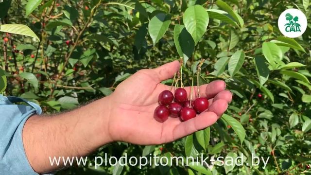 ? ВИШНЕВЫЙ САД ?. ВИДЕОЭКСКУРСИЯ ПО СОРТАМ ВИШНИ ИЗ ПИТОМНИКА.