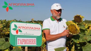 ГАРМОНИЯ - новый гибрид подсолнечника от компании АГРОПЛАЗМА