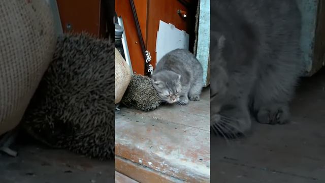 Ёжкин Кот