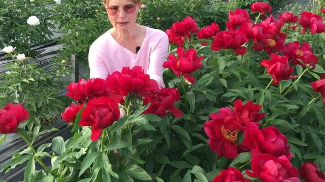 Red red rose peony. Ред ред роуз пион. Пулков сад смотреть онлайн