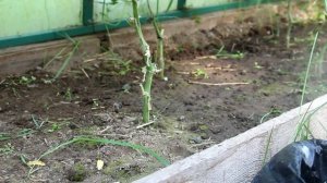 Как продлить плодоношение огурцов в теплице