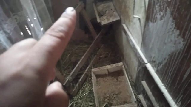 новые куры ещё и яцо без скорлупы.  расклев яиц.