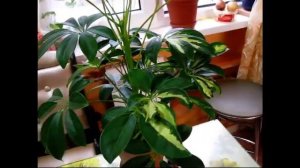 ШЕФЛЕРА. Уход в домашних условиях