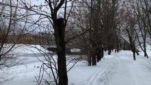 Как превратить сквер кленовый в хреновый