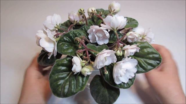 DEO-Martsipan / ДЕО-Марципан - African Violet Review смотреть онлайн