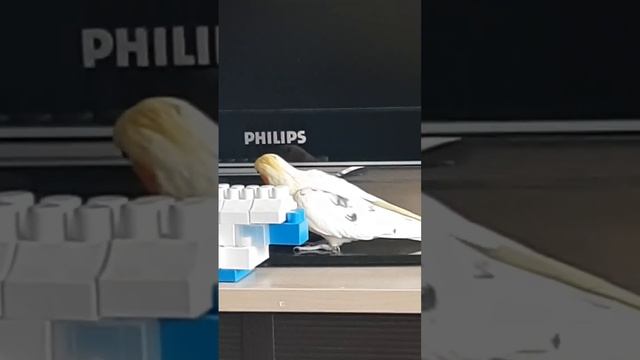 Наш шпарит на все лады. смотреть онлайн