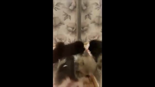 Померанцы мини