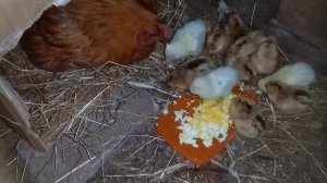 Курица учит цыплят кушать