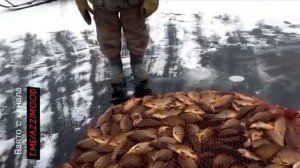 🐟Якутские рыбаки проверяют вершу. Нынче богатый улов. Архивное видео. #якутия #рыбалка