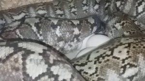 Python reticulatus SD laying eggs