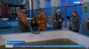 Волгоградский осетровый завод оценил качество рыбы