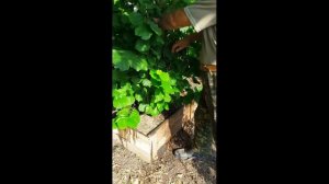 Размножение фундука. Фундук Барселонский