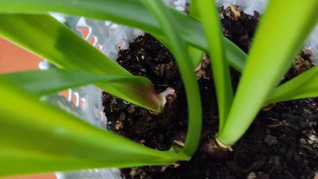 Гиппеаструм из семян спустя 2 года. #гиппеаструм #размножениеопыление смотреть онлайн