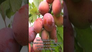 Слива Генеральская