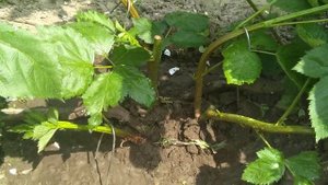 ежевика натчез! увеличили количество побегов замещения!!!