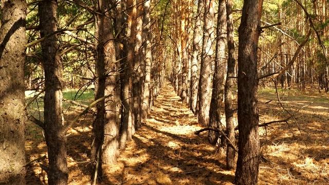 Надписи из деревьев "Ленину 100 лет" и "60 лет СССР". Путешествие по Курганской области | Ураловед смотреть онлайн