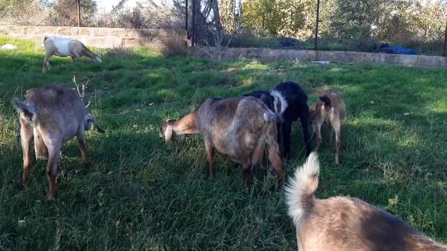 Какие козы покрыты Фантиком? смотреть онлайн