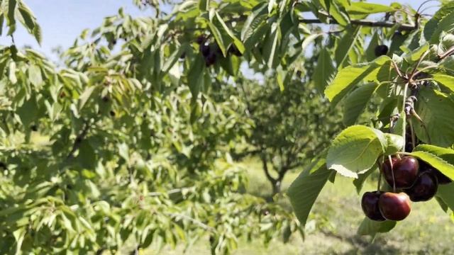 Собираем черешню и вишню в Садах вблизи Потсдама. смотреть онлайн