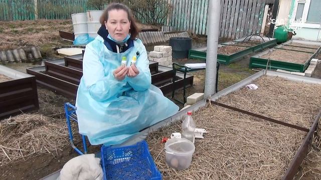 Сажаем картошку с защитой от колорадского жука и проволочника.Чем обработать картошку перед посадко