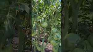 Коллекционные сорта томатов Гигант Бельгии жёлтый, Жёлтые торбочки и Руби Голд.