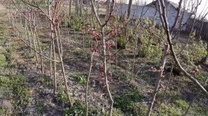 Формировка молодых абрикосов