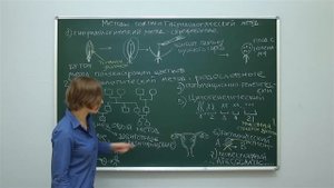 Биология. Генетика: Методы генетики. Гибридологический метод. Центр онлайн-обучения «Фоксфорд»