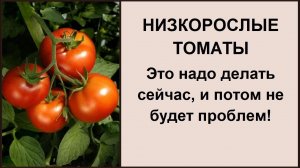 Низкорослые томаты: формирование, прищипывание, обрезка листьев - высокий урожай без особого труда!