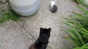 Нашли больного котенка