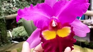 Rlc. Taichung Beauty