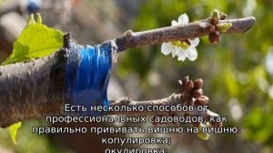 Можно ли привить вишню на вишню