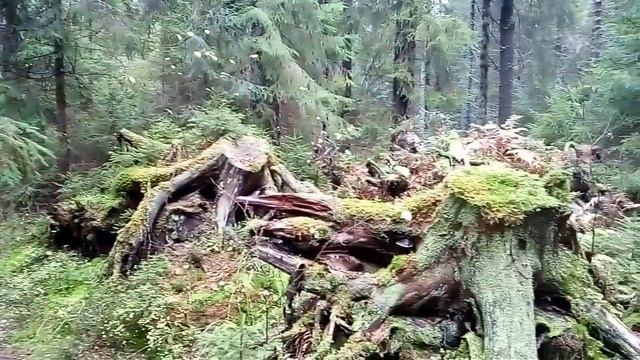 Линдуловская лиственничная роща. 14.10.17