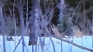 Росомаха -  самое бесстрашное животное