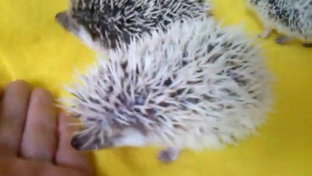 Карликовые африканские ежата - малыши смотреть онлайн