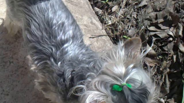 Йоркширскиq терьер Элфи на даче. смотреть онлайн