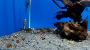 Аквариумные рыбки: Плекостомус