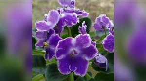 15 СОРТОВ ФИАЛОК С НАЗВАНИЯМИ. ВИДЕО ОБЗОР.