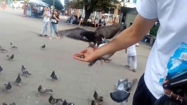 Ручные голуби на площади Ивано-Франковска Люди общаются с птицами Кормят с рук голубей смотреть онлайн