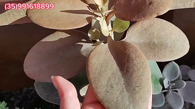 TOP 10 SUCULENTAS DA SEMANA DIFERENTE COM IDENTIFICAÇÃO ECHEVERIA DISKS PINK, RAINDROPS #coleção смотреть онлайн