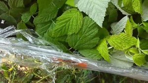 Малина сорт "Полана" почему именно этот сорт