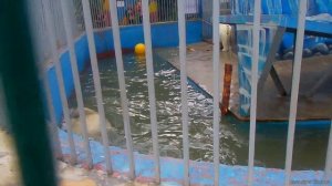 Пермский зоопарк