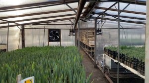 Топинг тюльпанов -как устранить причину.