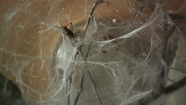 Лабиринтовый паук (Agelena Labirinthica)