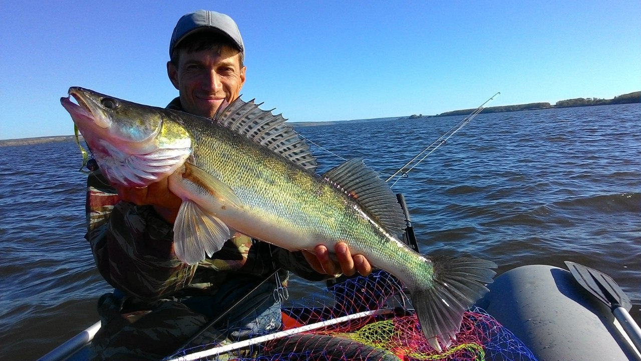 Ловля судака осенью