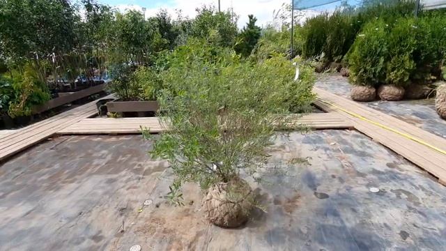 Ива пурпурная Нана, 80-100 см смотреть онлайн