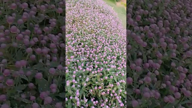 garland plant