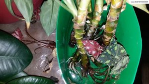Почему нельзя менять старую воду на новую при укоренении черенков в воде.