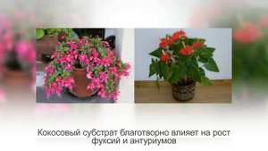 КОКОСОВЫЙ СУБСТРАТ, кокосовое волокно для цветов | Использование в комнатном цветоводстве