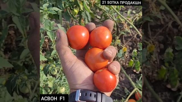 Томат Асвон #помідори #АсвонF1 #томат #томаты